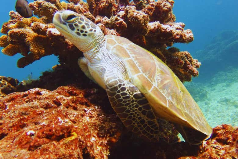 Marvel at sea turtles