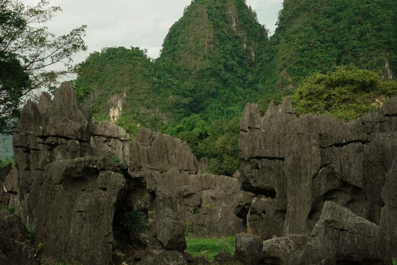 Bosque prehistórico de Leang-Leang