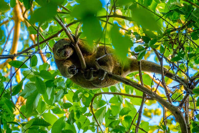 Découvrez des animaux sauvages !