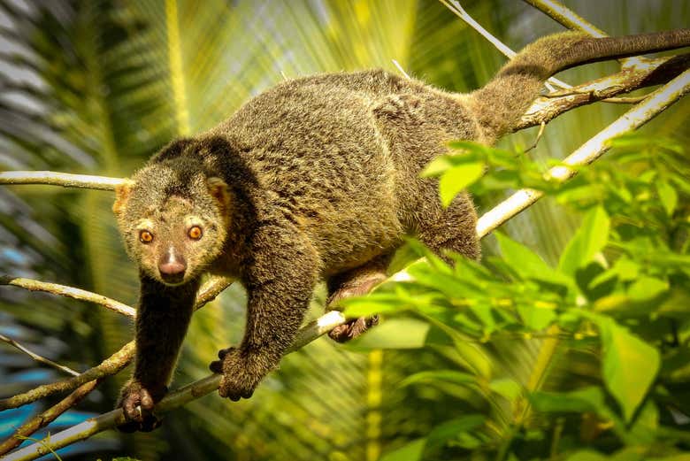 Ours cuscus