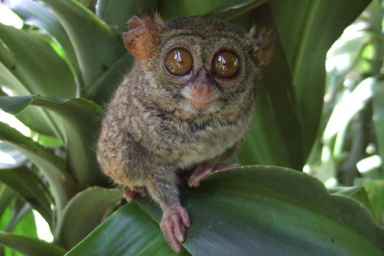 Tarsier