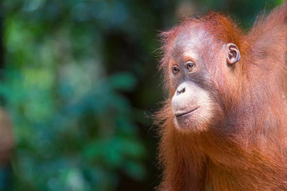 Gunung Leuser National Park Private Tour