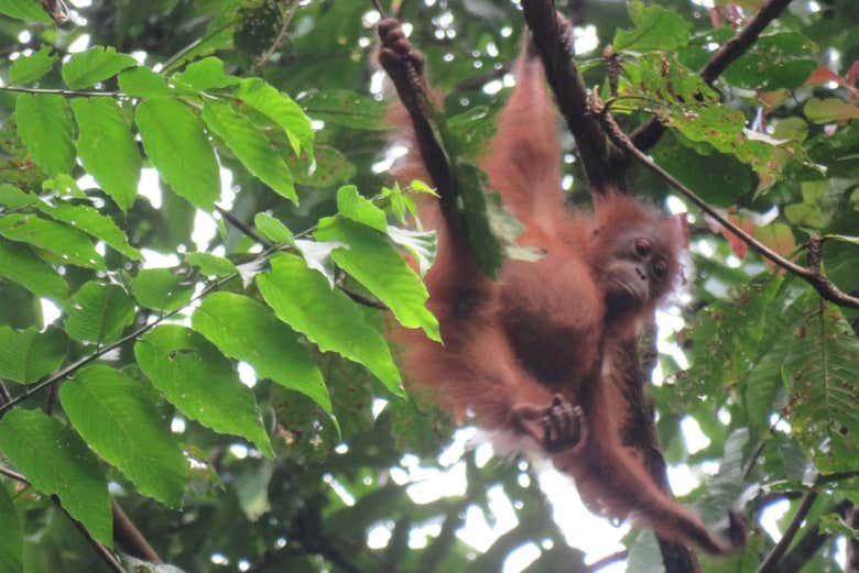 Orangután en Parque Nacional Gunung Leuser