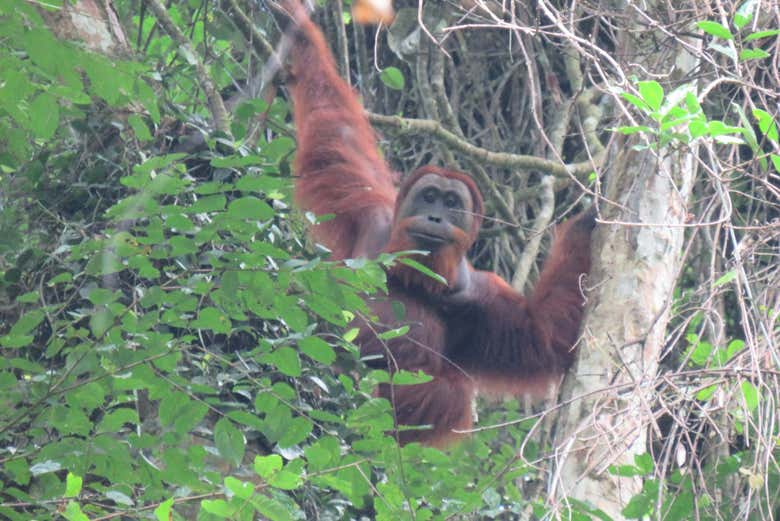 Avistamiento de orangután durante el trekking en Parque Nacional