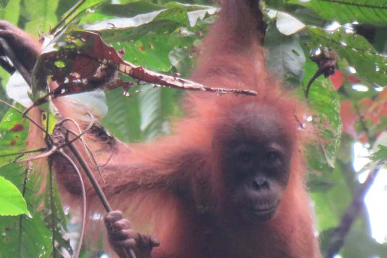 Bebé de orangutan