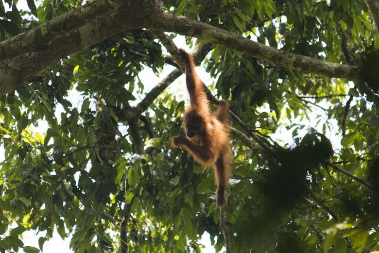 Crías de orangutanes