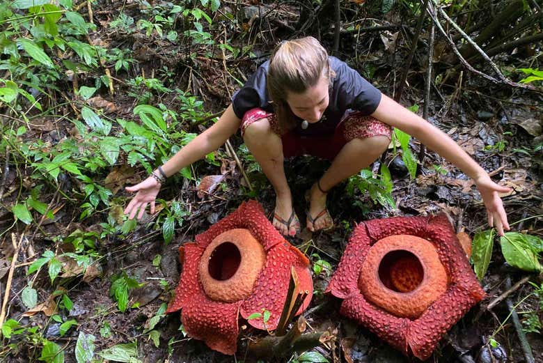 Flora de Gunung Leuser