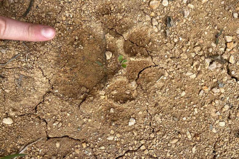 Siguiendo las huellas de un tigre