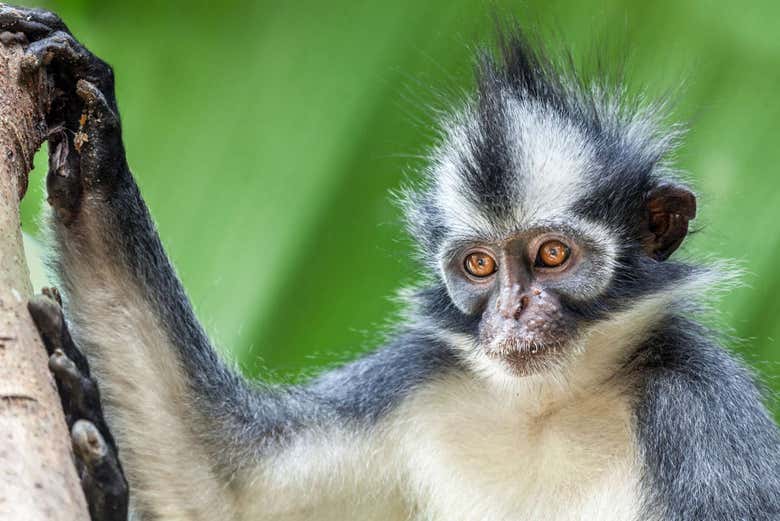 Otros primates del Parque Nacional