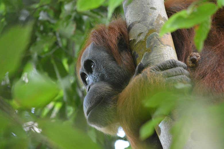 Orangutanes en el Parque Nacional de Gunung Leuser