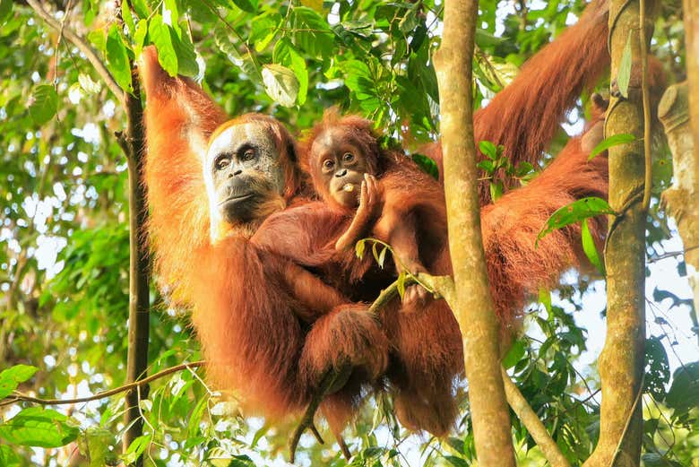 See orangutans in the wild