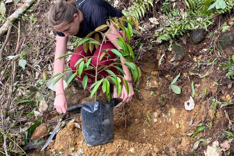Reforestando la jungla