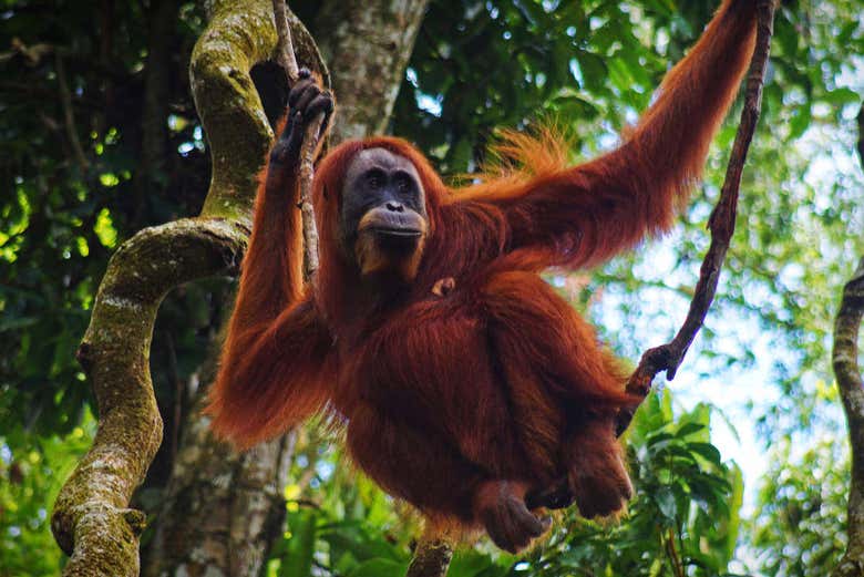 Santuario de orangutanes