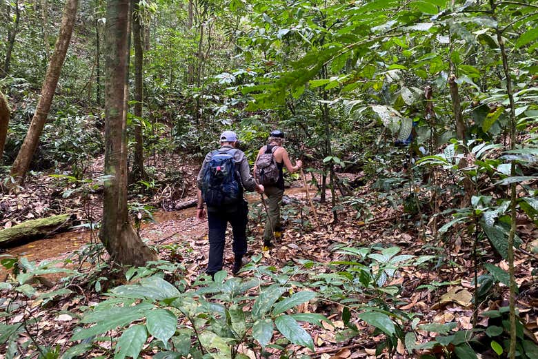 Randonnée à Gunung Leuser