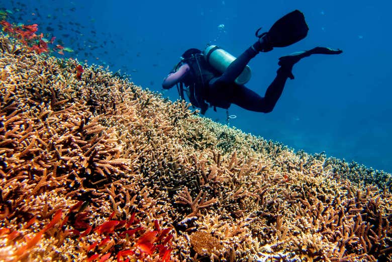 Corales en Nusa Lembongan
