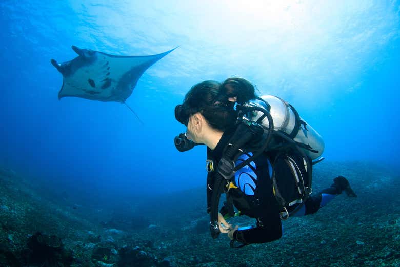 Buceo con mantarrayas