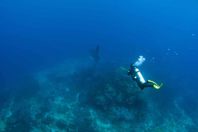 Buceando junto a un pez luna