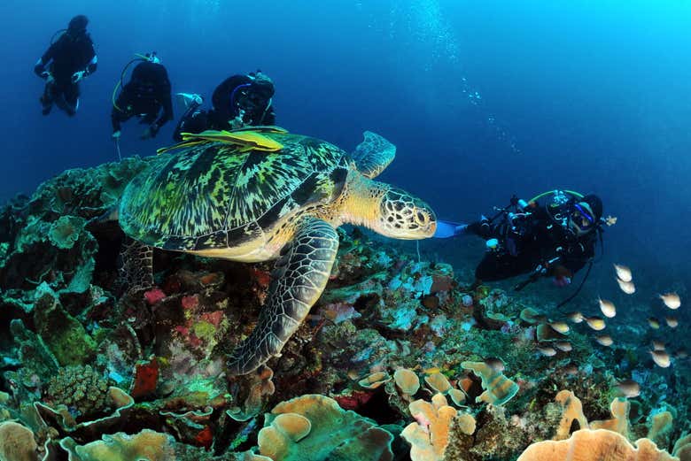 Buceo con tortugas marinas