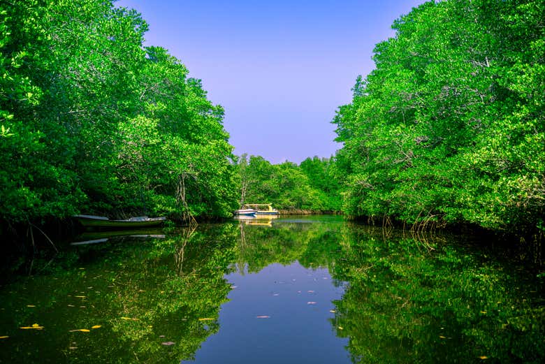 Le mangrovie di Lembongan