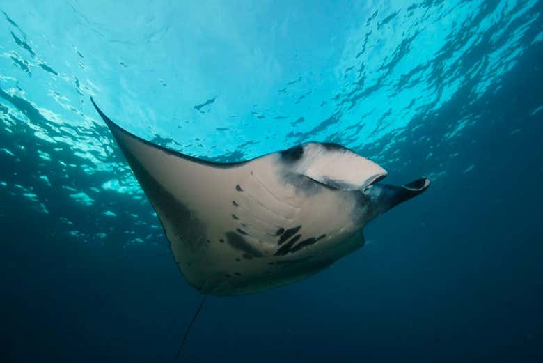 Mantarraya
