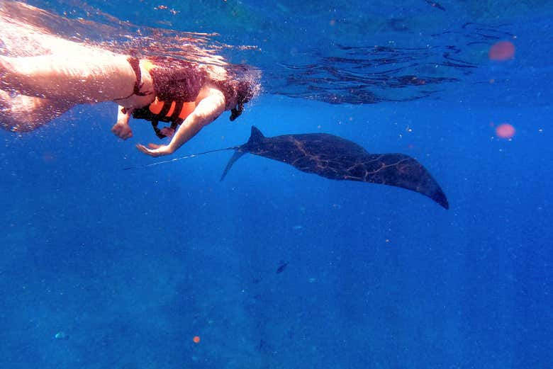 Practicando snorkel junto a una mantarraya