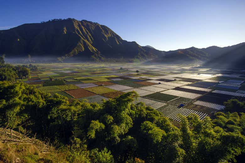 Campos de arroz en Lombok
