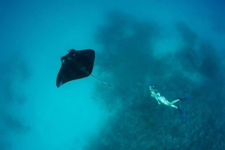 Veremos las mantarrayas autóctonas de Nusa Penida