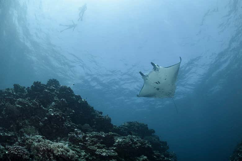 La isla de Nusa Penida es el hábitat de numerosas mantarrayas