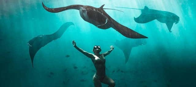 Snorkel com arraias em Nusa Penida