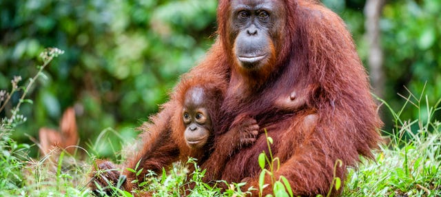 Crucero de 3 días por Borneo con avistamiento de orangutanes