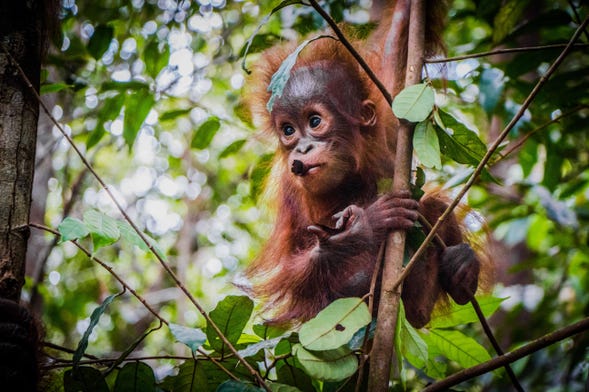 Crucero privado por Borneo con avistamiento de orangutanes en barco superior