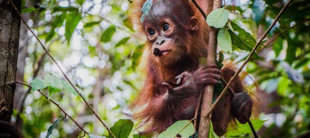 Crucero privado por Borneo con avistamiento de orangutanes en barco superior