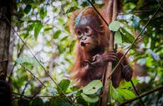 Crucero privado por Borneo con avistamiento de orangutanes en barco superior