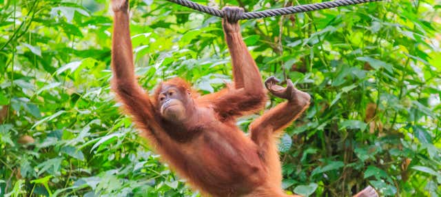 Crucero privado por Borneo con avistamiento de orangutanes