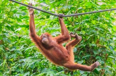 Crucero privado por Borneo con avistamiento de orangutanes