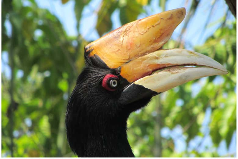 Un oiseau pandémique de la région