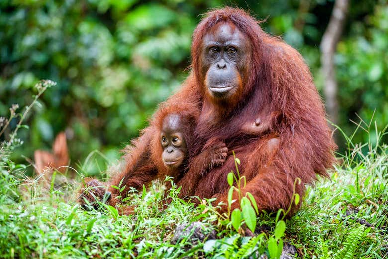 Famille d'orangs-outans