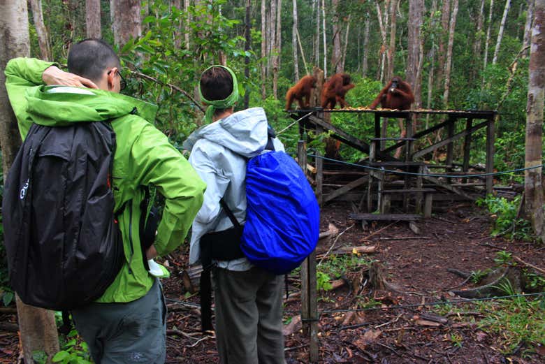 Voir les orangs outans de la réserve