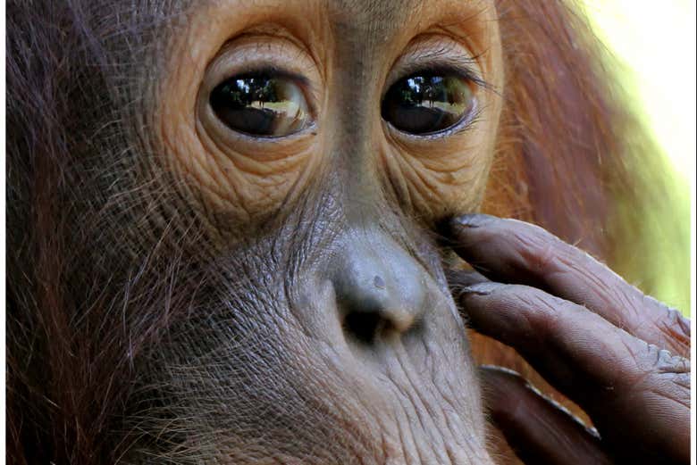 Saluer les orangs-outans de Borneo