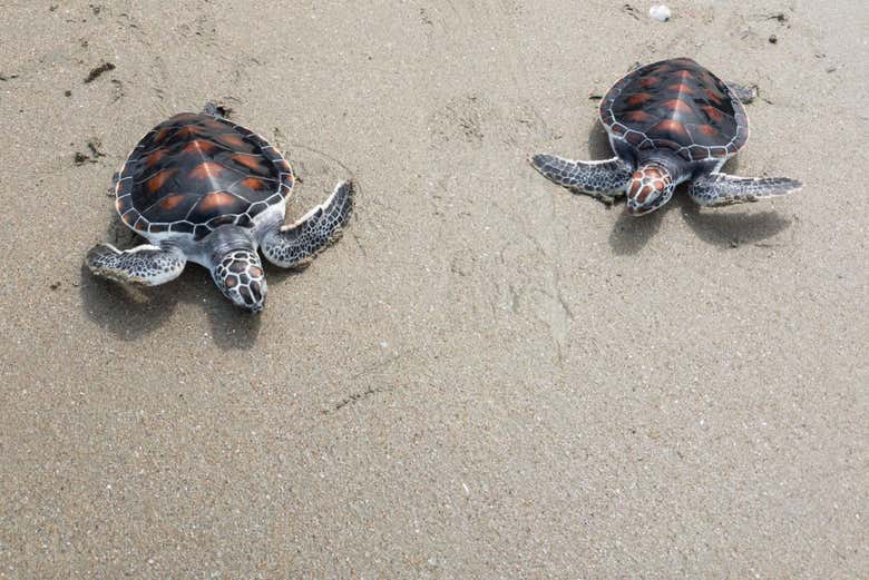 Tortugas bebé