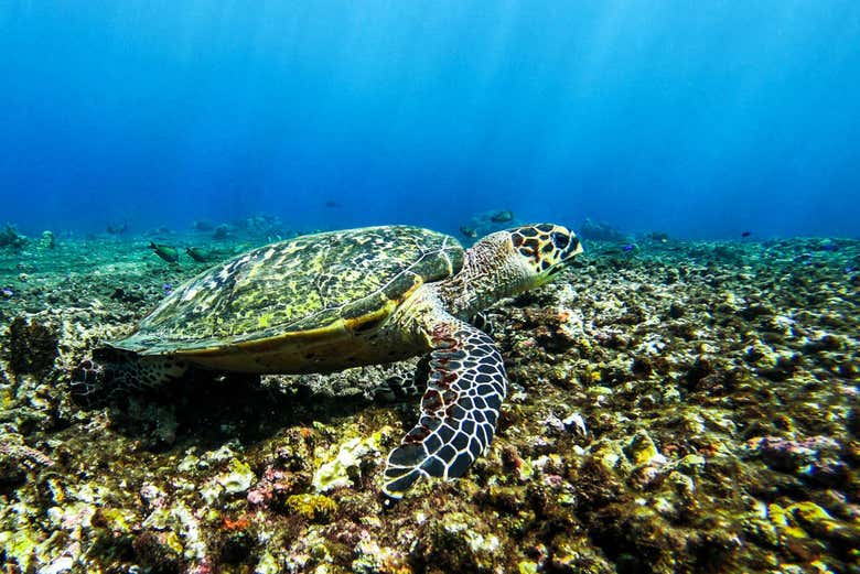 Tortue marine