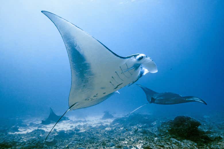 Uma enorme arraia-manta em Nusa Penida