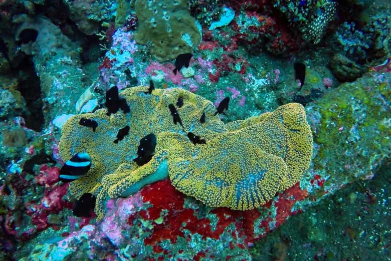 Fonds marins