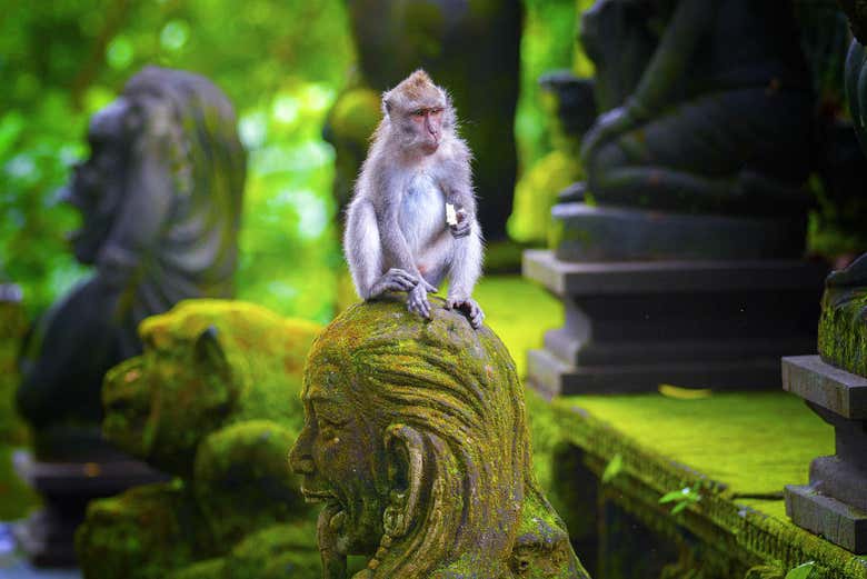 Monos de Ubud