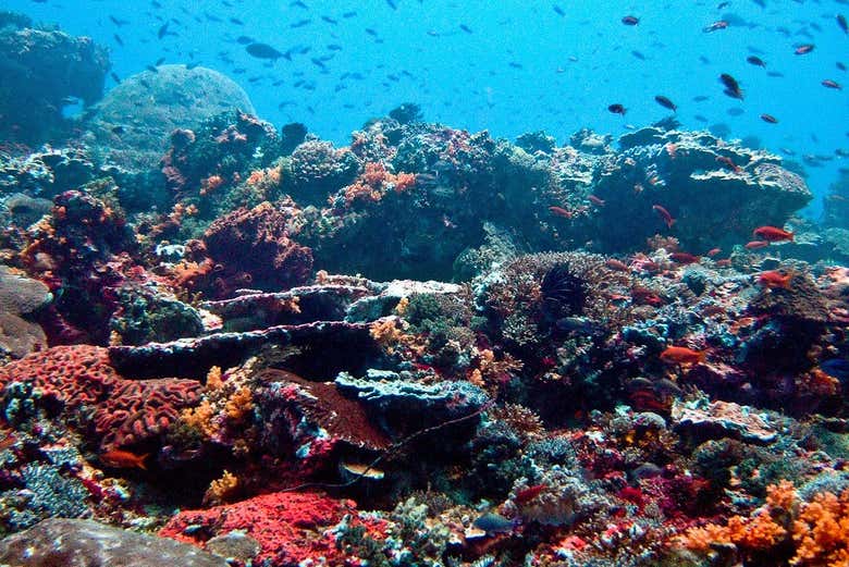 Discovering the coral reefs off Nusa Penida