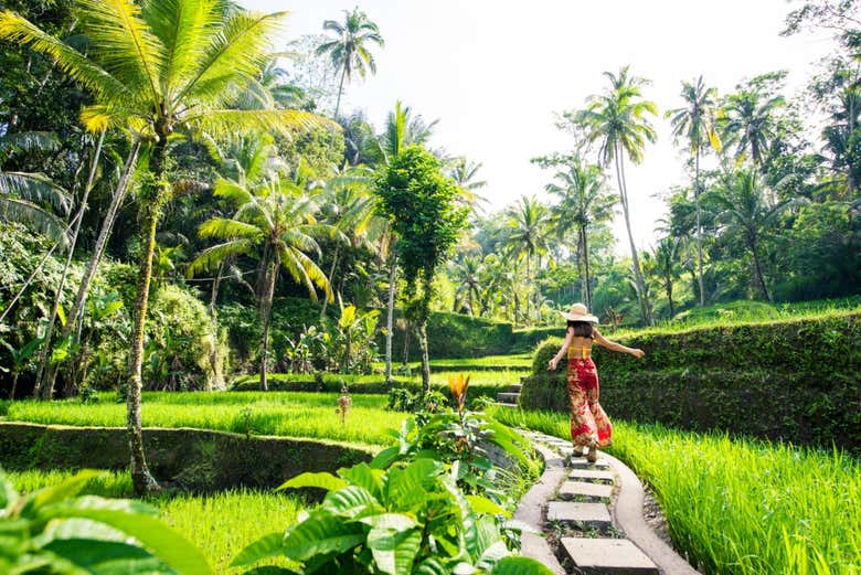 En las terrazas de arroz de Bali