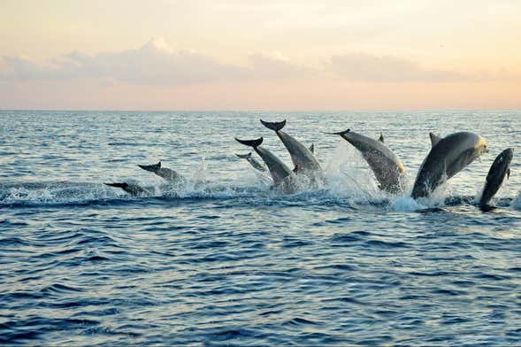 Nage avec des dauphins à Lovina