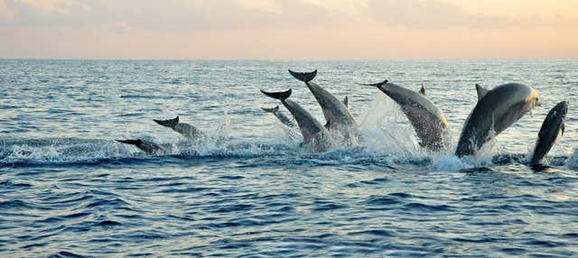 Nado con delfines en Lovina