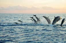 Nado con delfines en Lovina