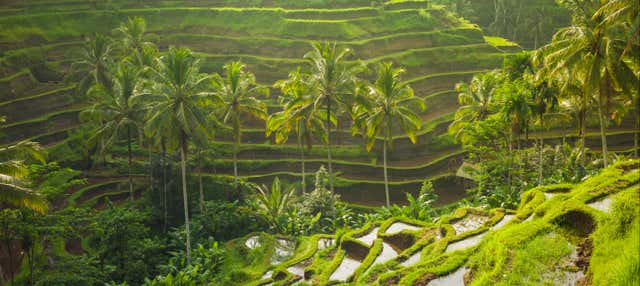 Visite privée dans Ubud